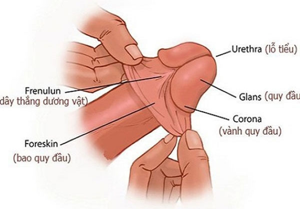 Cắt bao quy đầu không đau như tưởng tượng